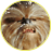 Wookiee