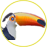 tucan