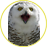 White_Owl