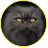 КотБегмот